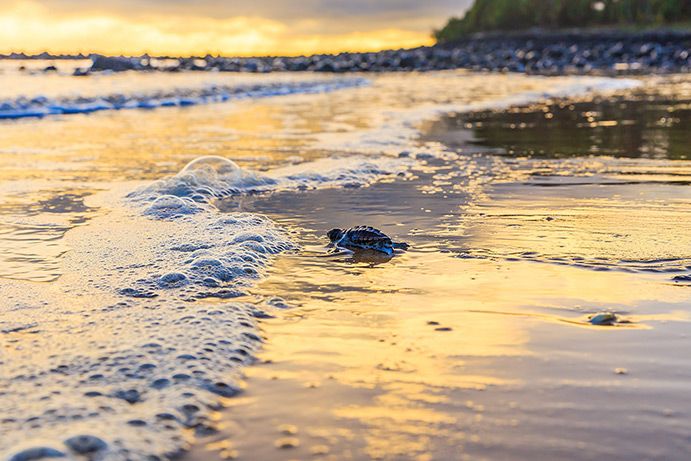 Mon Repos | Great Barrier Reef holiday ideas for your budding marine biologists Mon Repos | Great Barrier Reef holiday ideas for your budding marine biologists
