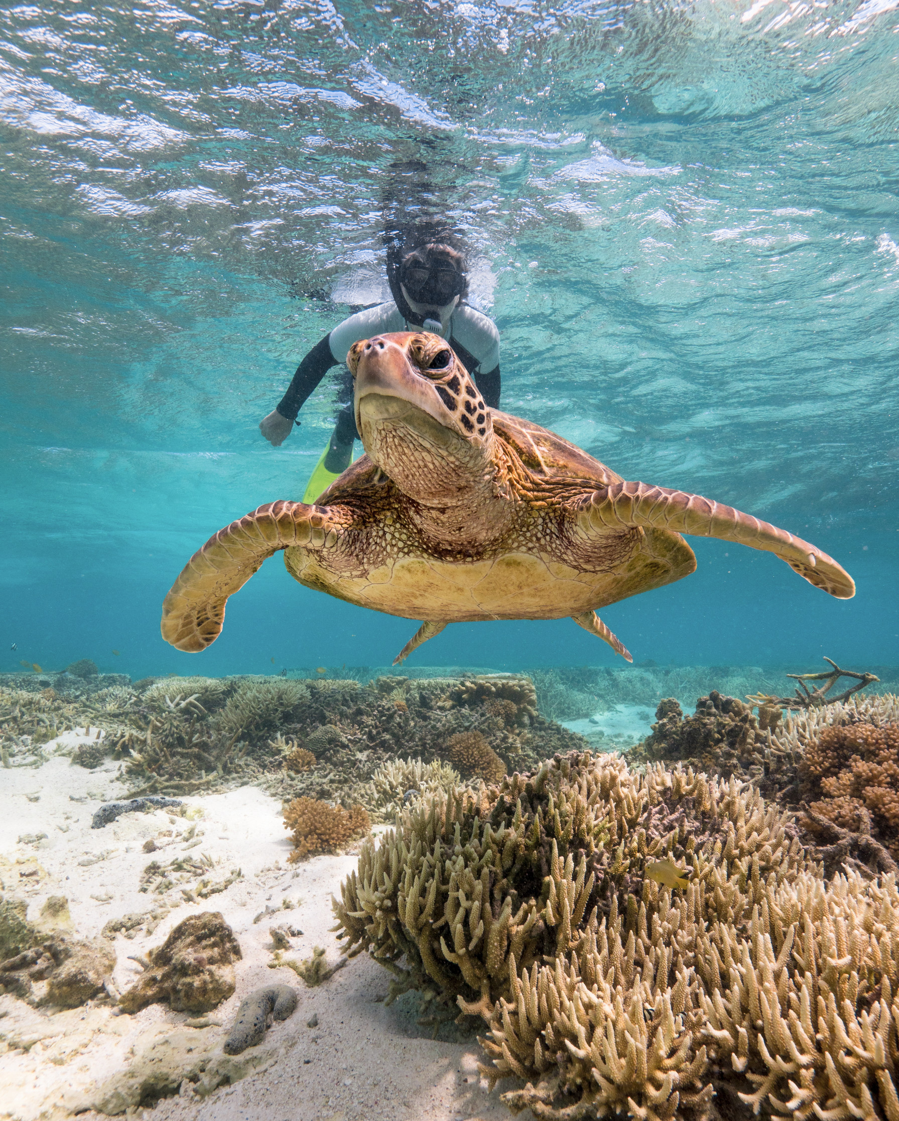 Snorkelling with a turtle on the Great Barrier Reef | Lady Elliot Island Snorkelling with a turtle on the Great Barrier Reef | Lady Elliot Island