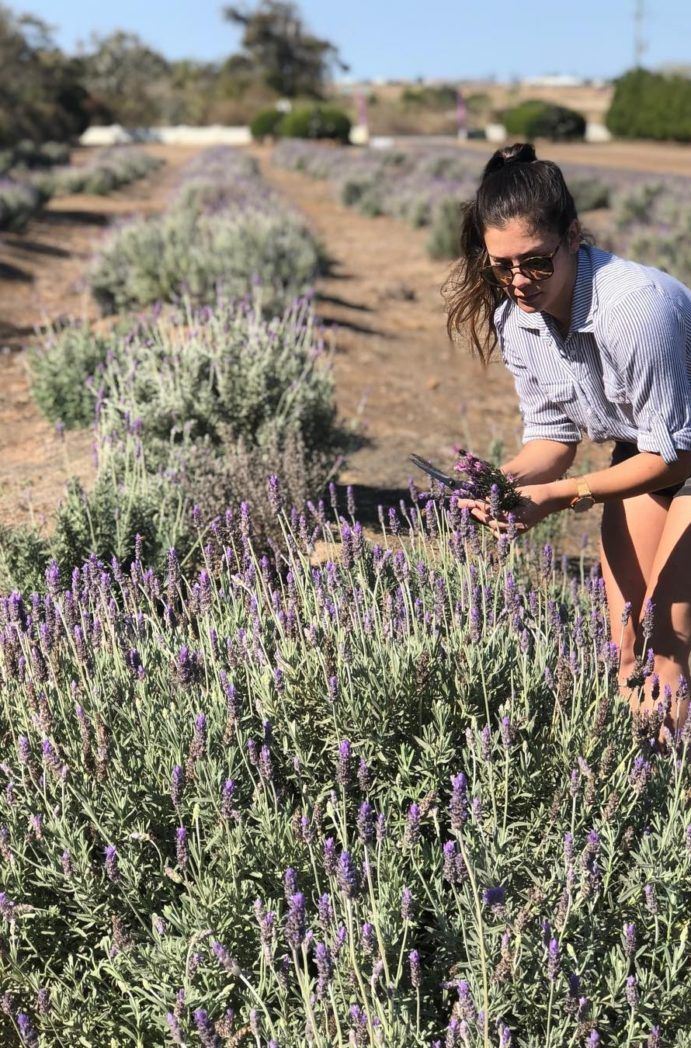 Amandine Lavender Amandine Lavender