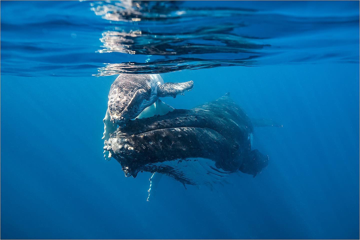 Mother and baby humpack whale, Whale watching Lady Musgrave Experience | facts about humpback whales Queensland