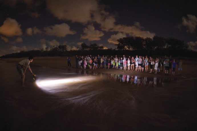 Turtle Hatchling | Sea Turtles Turtle Hatchling | Sea Turtles