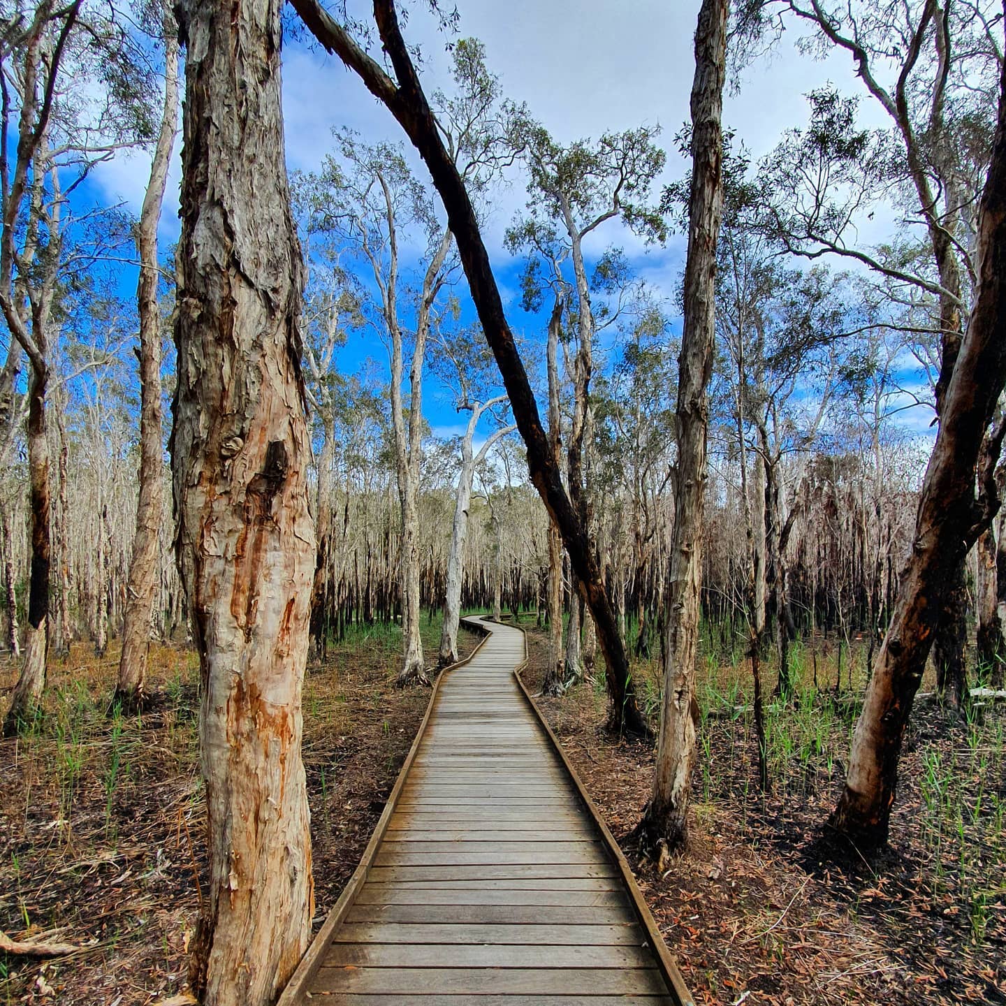 Banksia Boardwalk, Burrum Coast National Park | Woodgate visitors guide Banksia Boardwalk, Burrum Coast National Park | Woodgate visitors guide