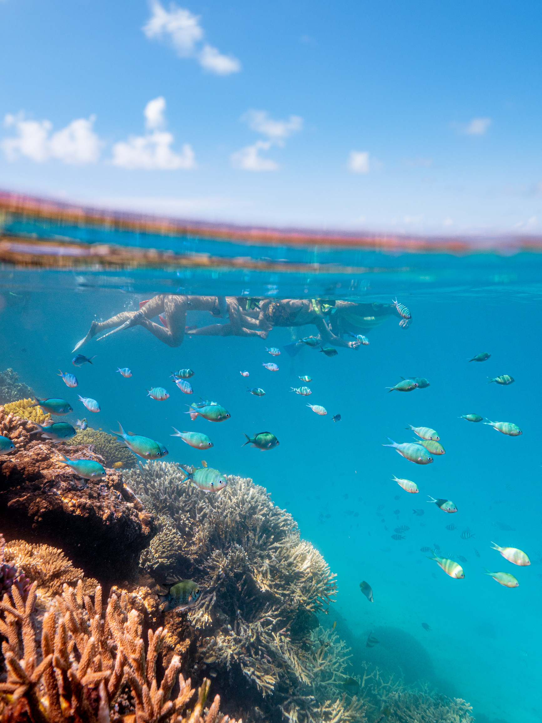 Snorkelling Day Tour of Great Barrier Reef Lady Musgrave Experience | Best things to do for teenagers Queensland