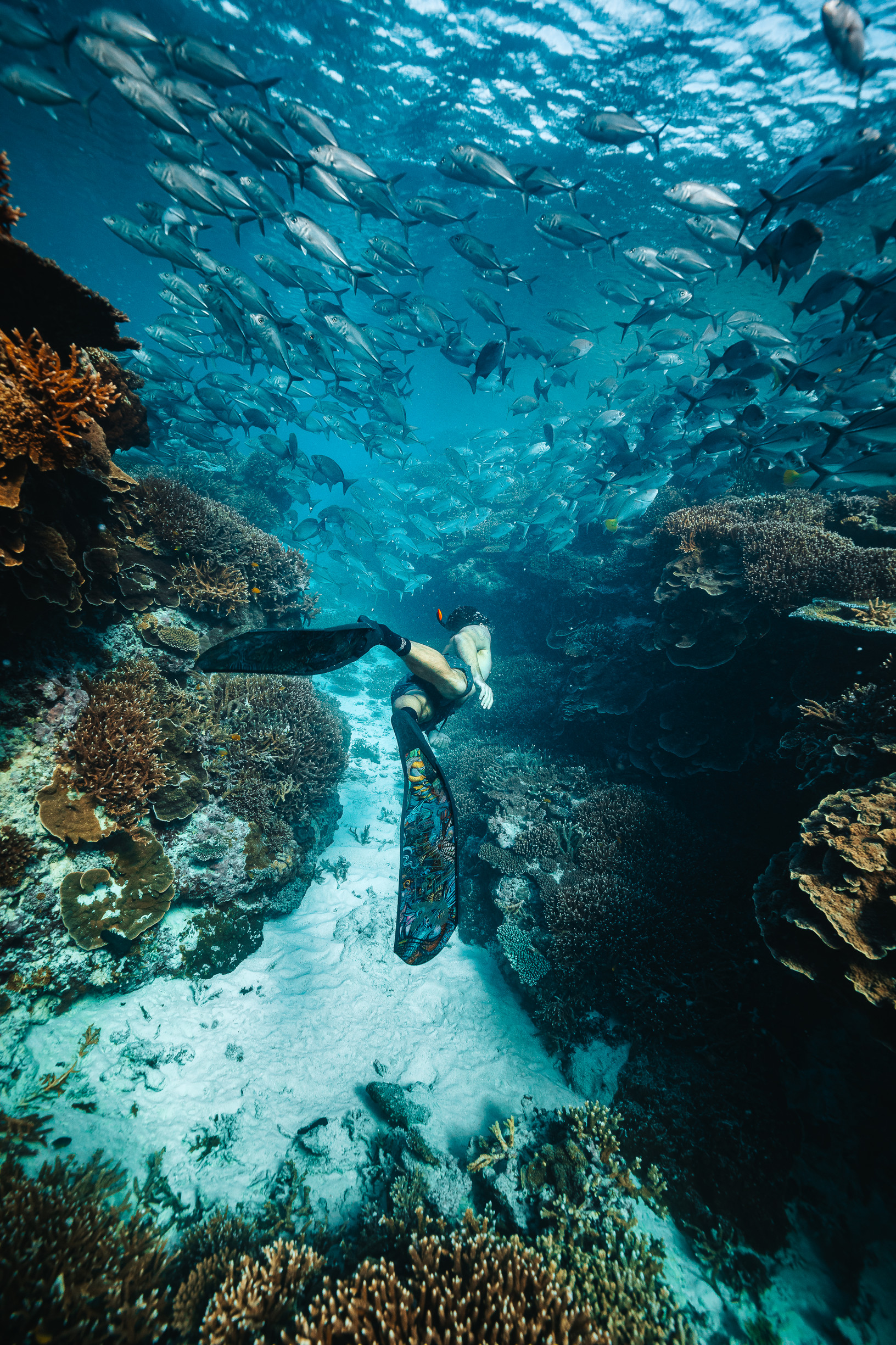 Man snorkelling through the corals off Lady Elliot Island | 14 day road trip Queensland