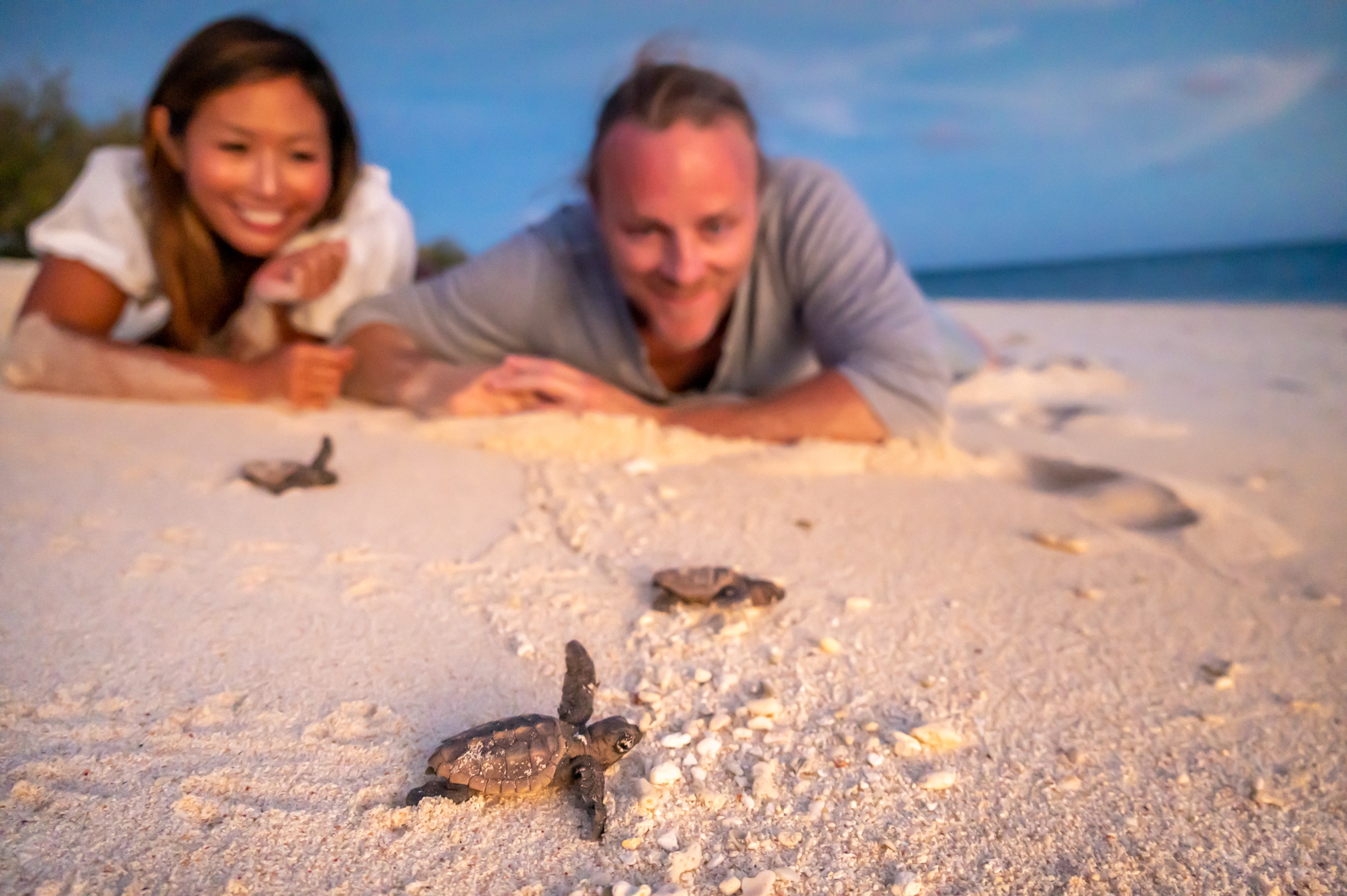 Couple watching the baby turtles (hatchlings) make their way from the beach to the water, on Lady Musgrave Island with Lady Musgrave Experience Couple watching the baby turtles (hatchlings) make their way from the beach to the water, on Lady Musgrave Island with Lady Musgrave Experience