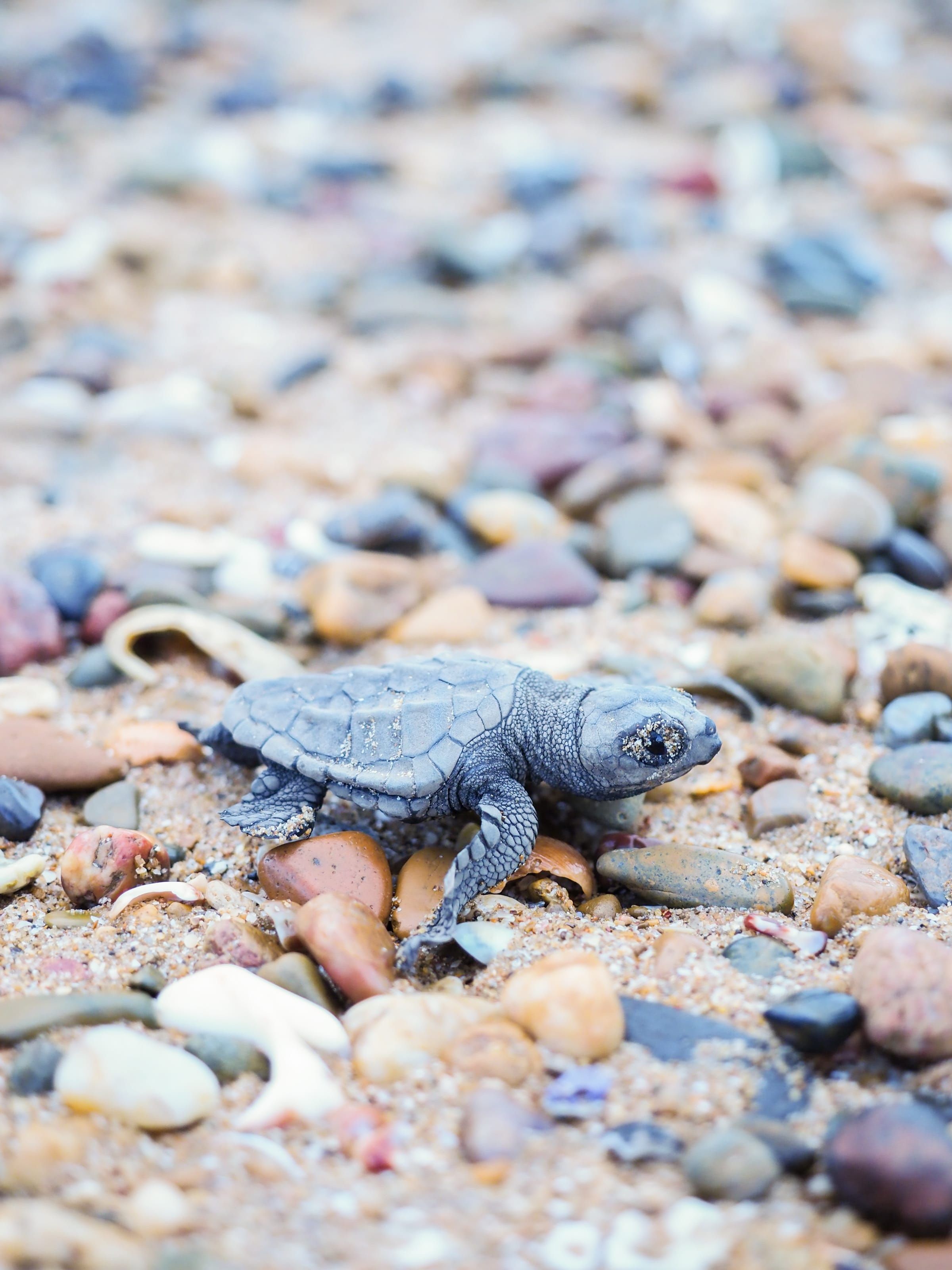 Turtle Encounter Tour with a Park Ranger to watch the turtle hatchings cross the beach at night Turtle Encounter Tour with a Park Ranger to watch the turtle hatchings cross the beach at night
