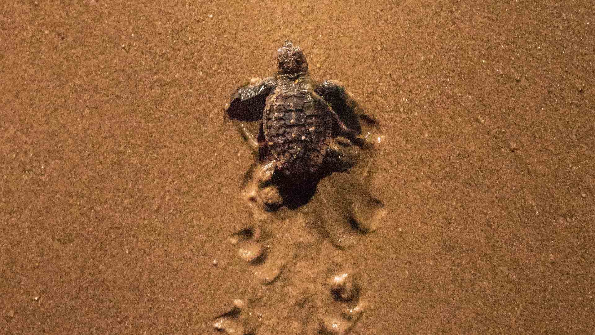 Baby turtle on beach Baby turtle on beach