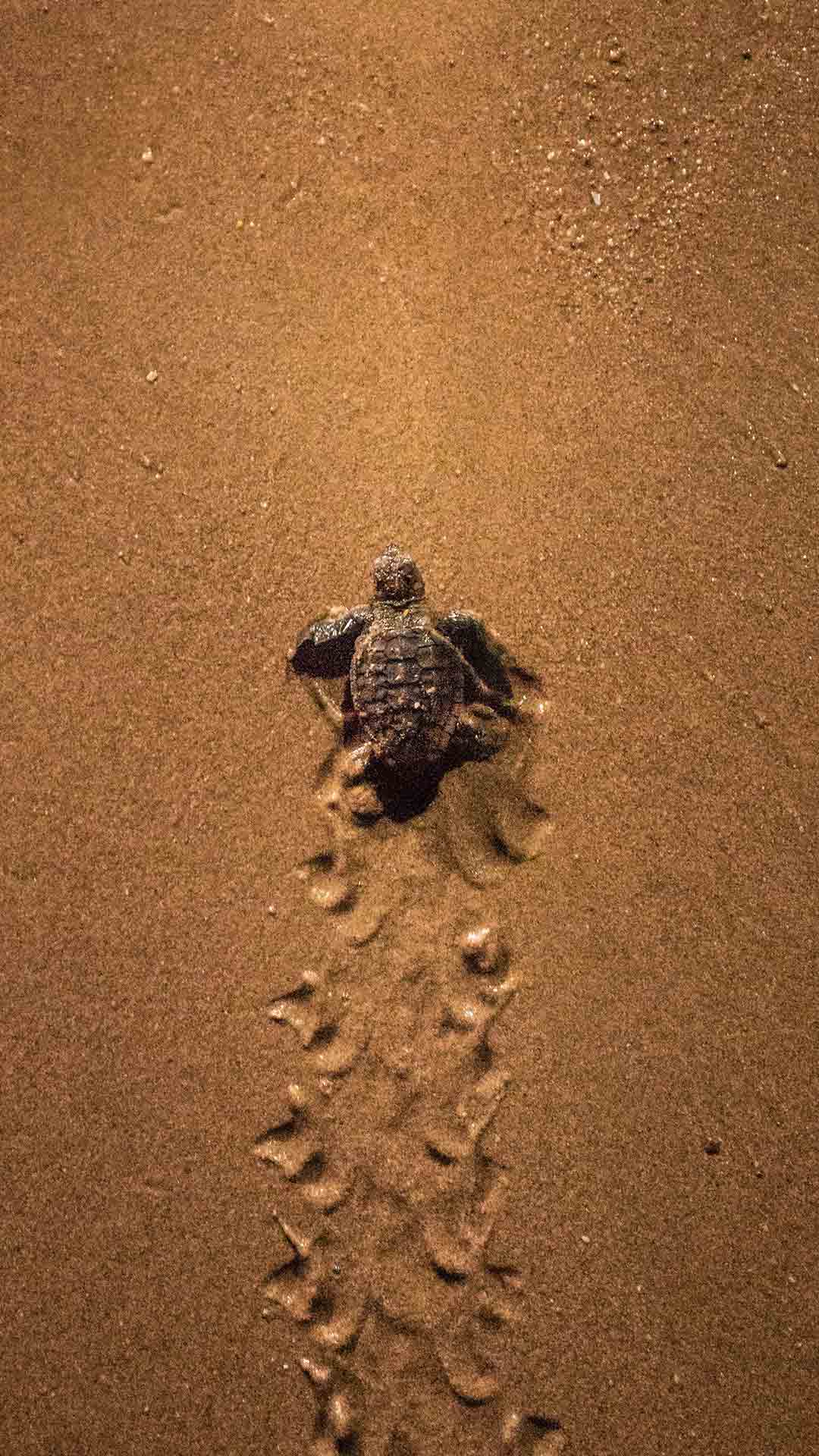 Turtle hatchling at waters edge Mon Repos Turtle Centre | Family road trip turtles Bundaberg Turtle hatchling at waters edge Mon Repos Turtle Centre | Family road trip turtles Bundaberg
