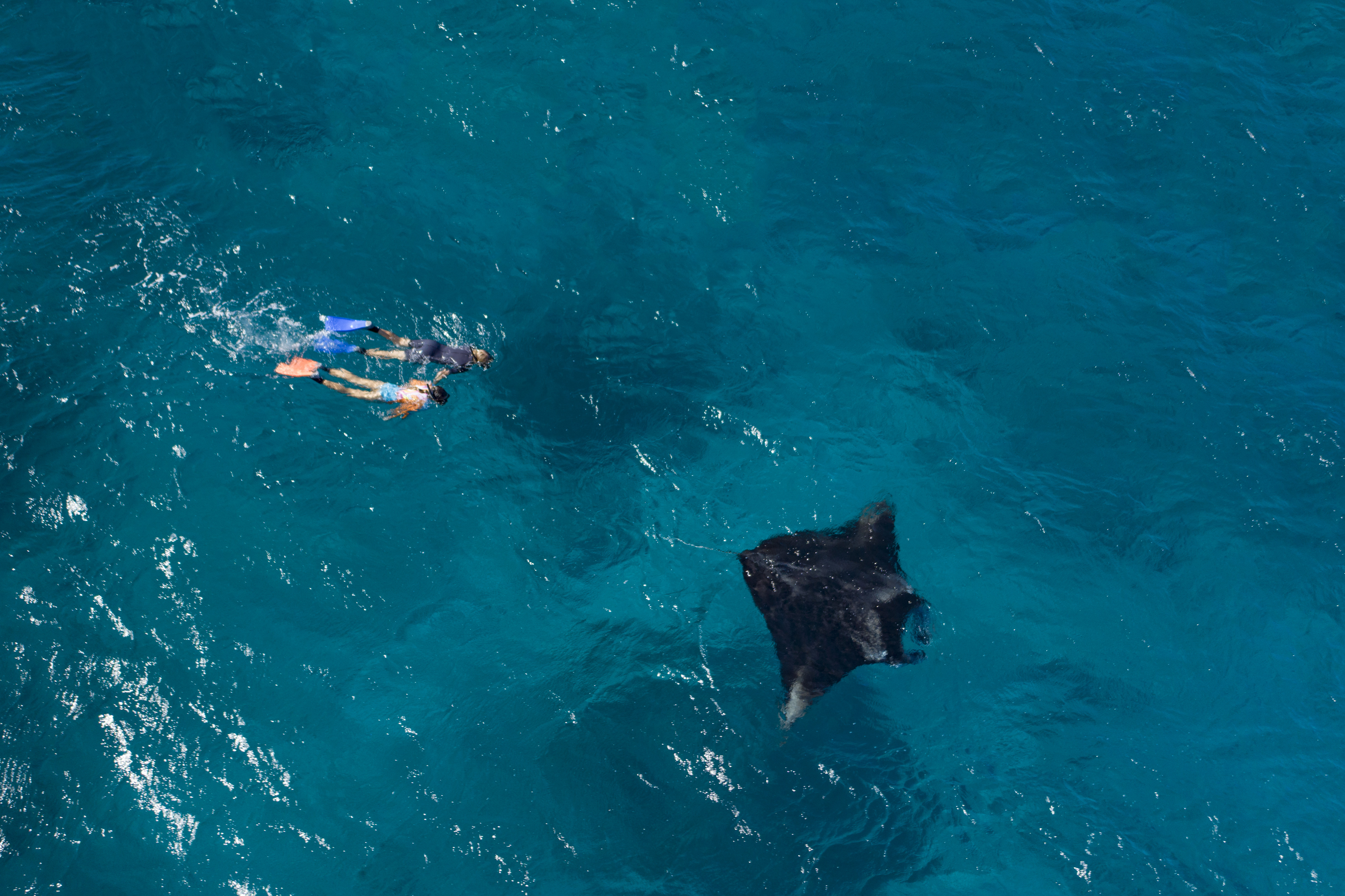 Snorkelling with a manta ray Lady Elliot Island | Must-do Queensland experiences for students Snorkelling with a manta ray Lady Elliot Island | Must-do Queensland experiences for students