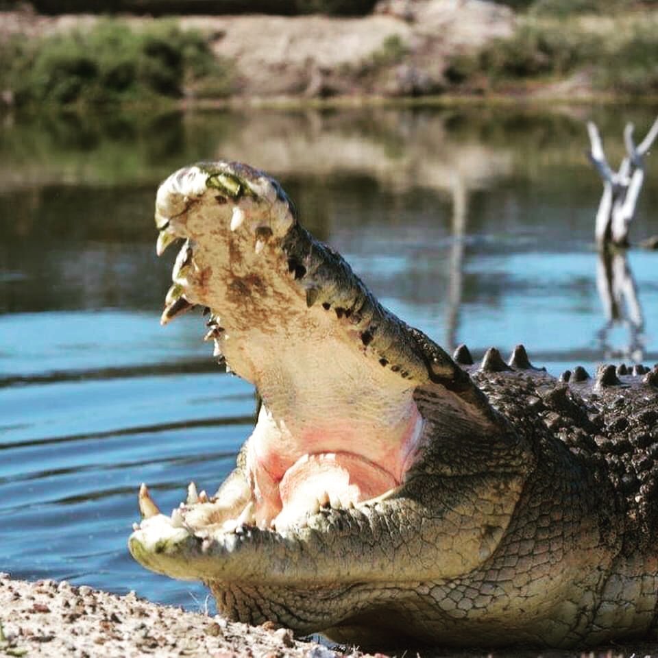 Koorana Crocodile Farm | day trips from Rockhampton Koorana Crocodile Farm | day trips from Rockhampton