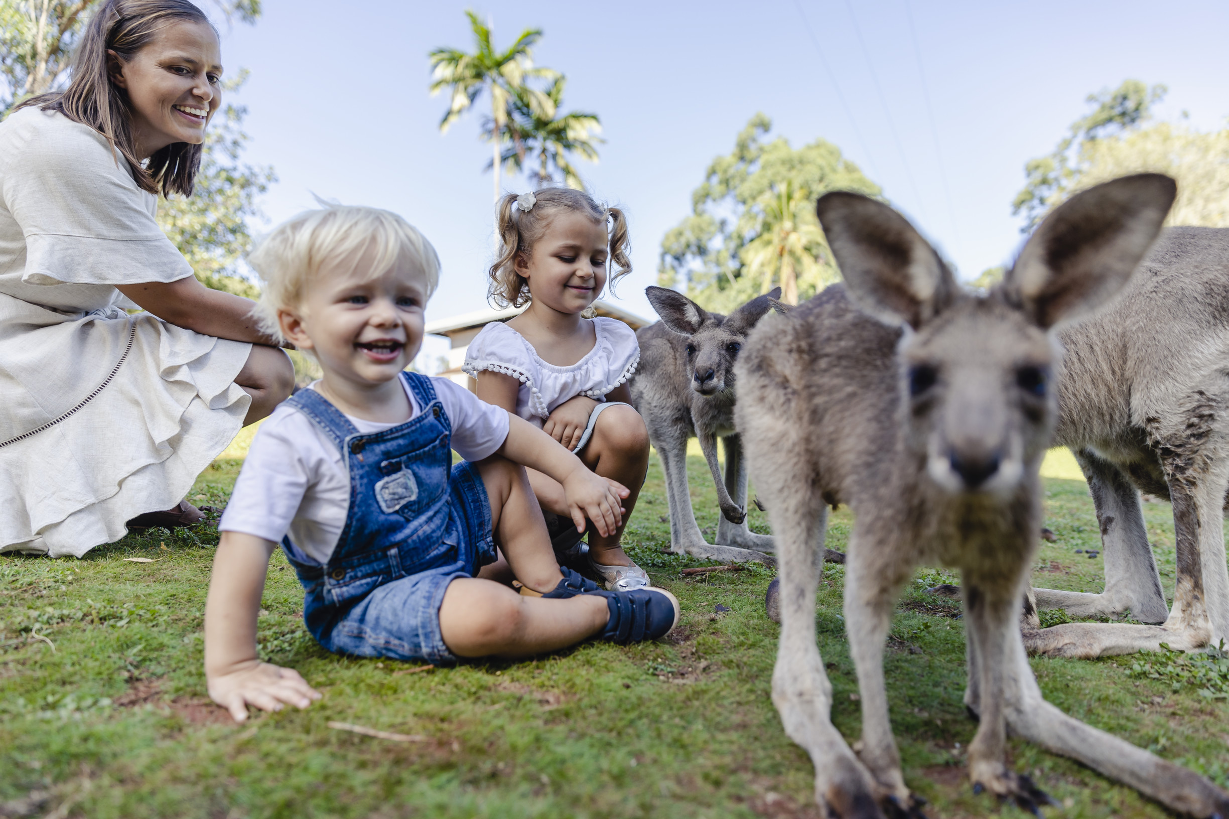 Family having a kangaroo encounter at Cooberrie Wildlife Sanctuary Family having a kangaroo encounter at Cooberrie Wildlife Sanctuary