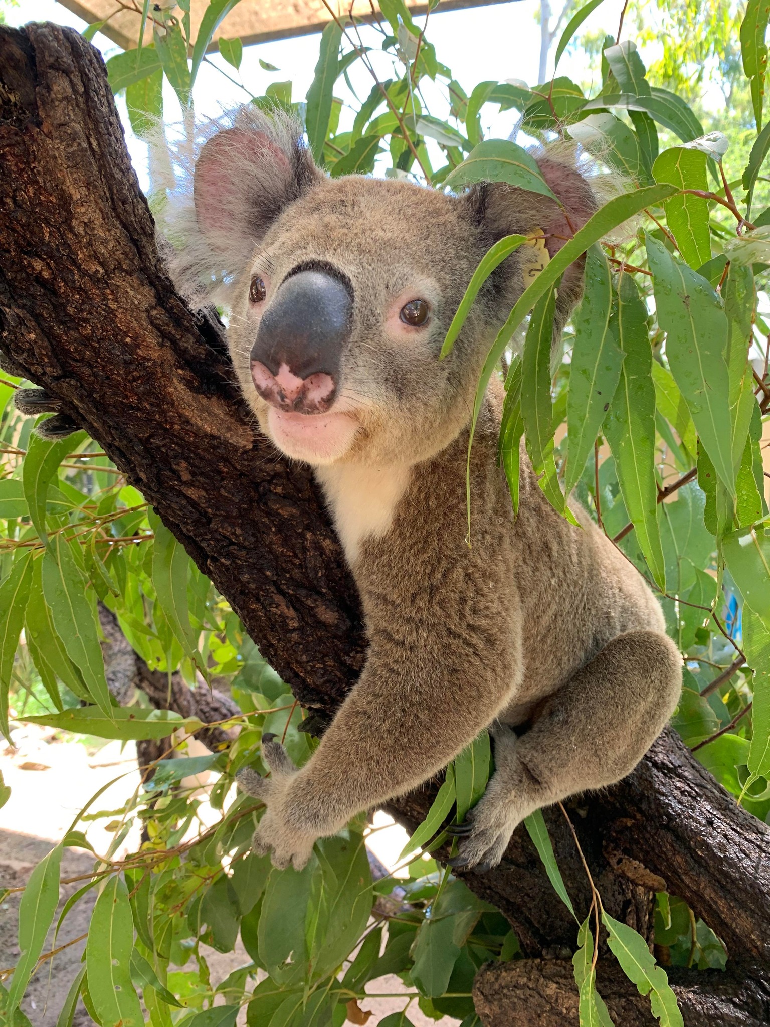 Koala at Rockhampton Zoo | things to do Rockhampton