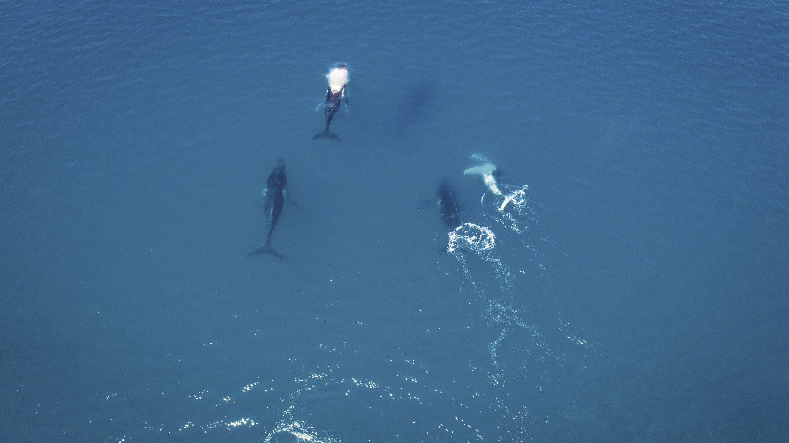 Pod of humpback whales Hervey Bay Fraser Coast | facts about humpback whales Queensland