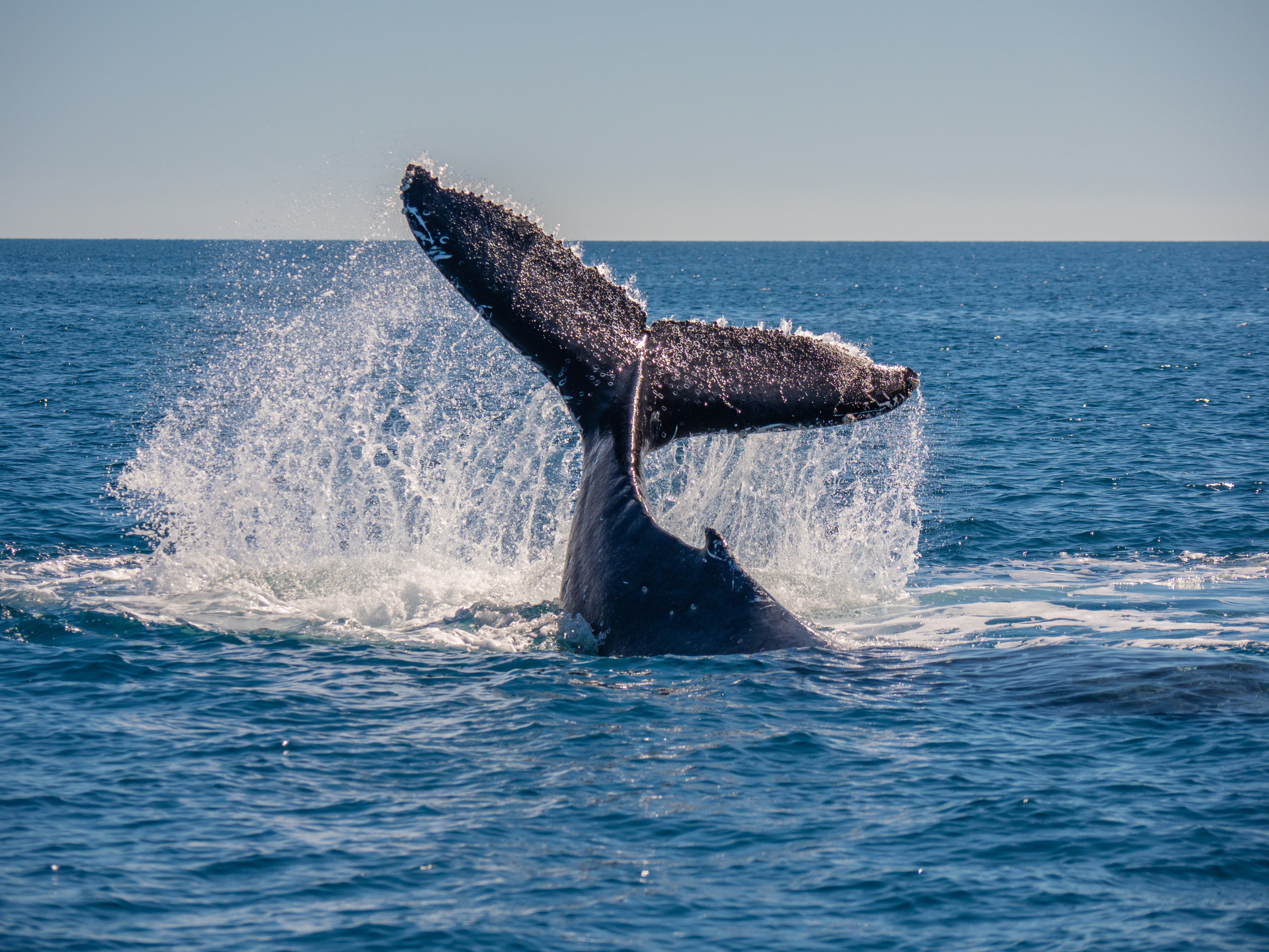 Whale watching in Hervey Bay, Fraser Coast | facts about humpback whales Queensland