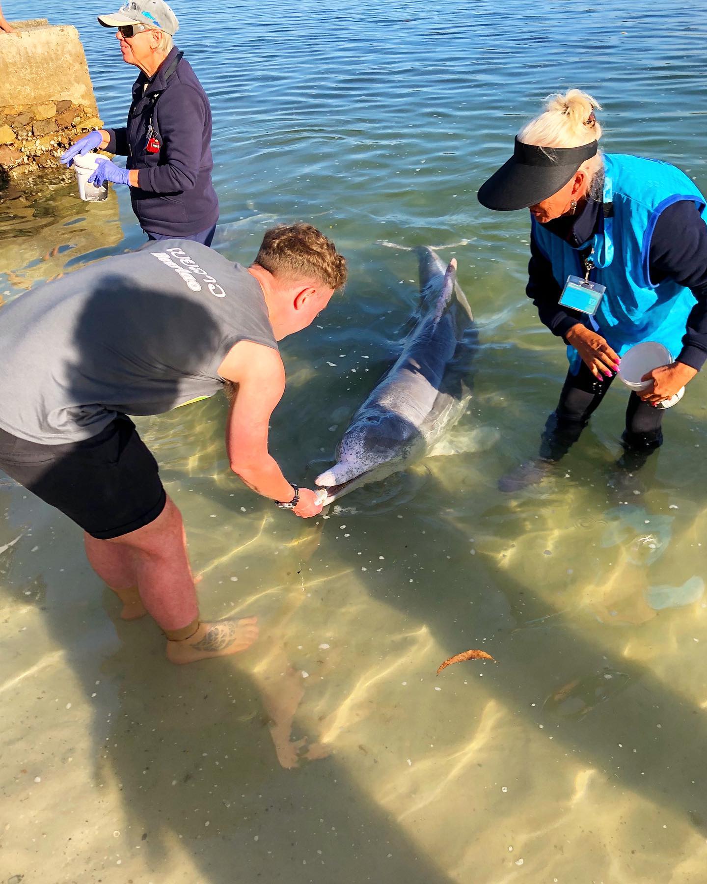 Feeding wild dolphins at Tin Can Bay | Interact with Dolphins in Queensland Feeding wild dolphins at Tin Can Bay | Interact with Dolphins in Queensland