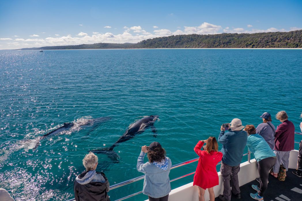 Guests on board whale watching cruise watch humpback whales breach close to the boat