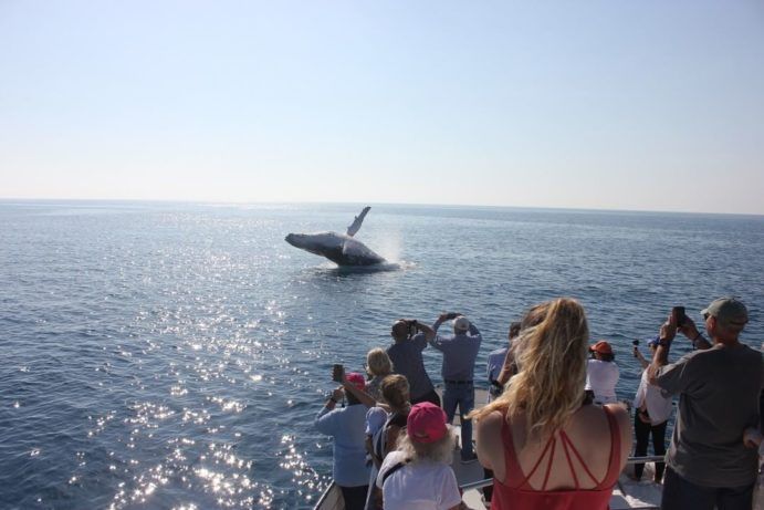 Whale Watching Hervey Bay | essential Queensland photo bucket list Whale Watching Hervey Bay | essential Queensland photo bucket list