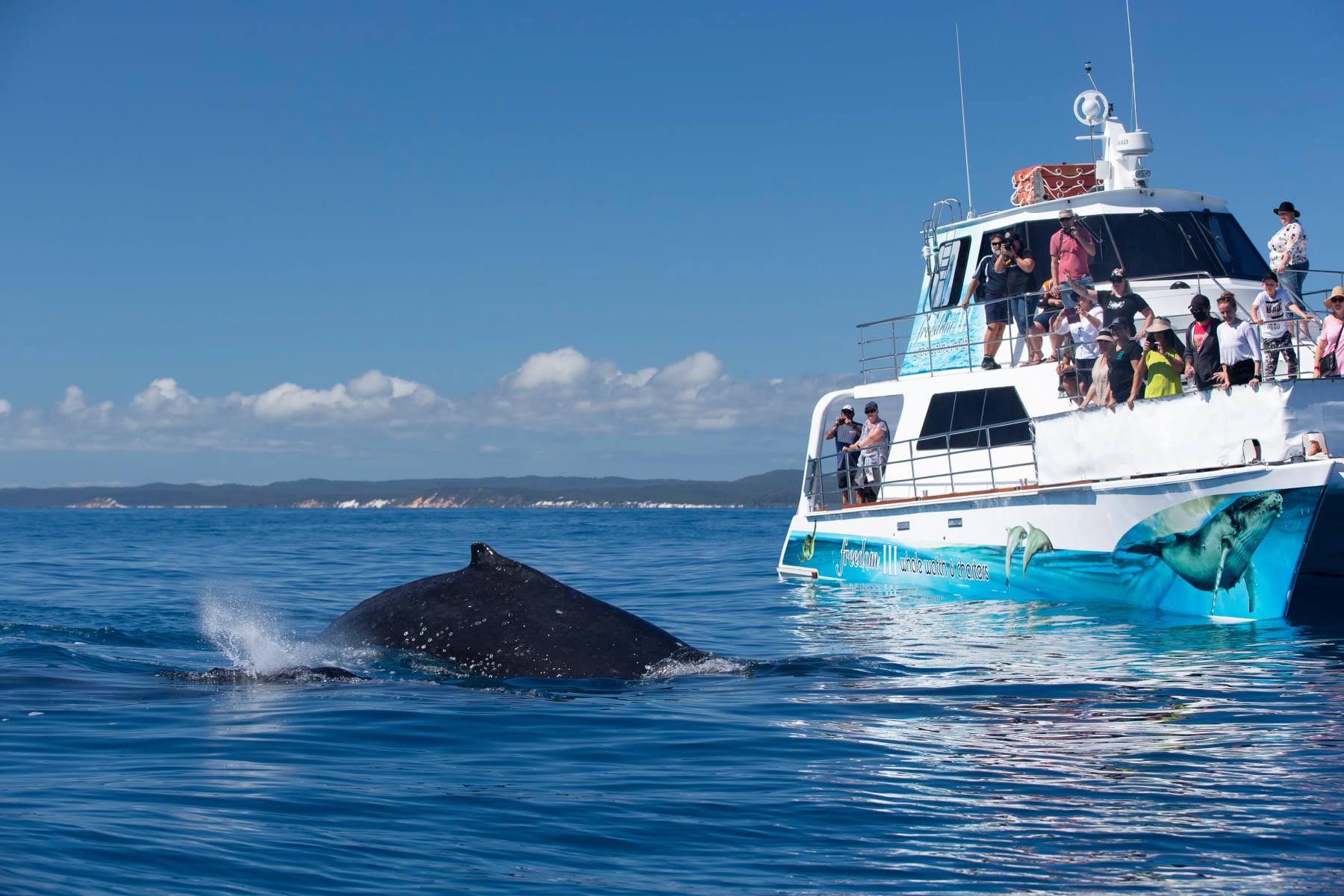 Freedom Whale Watch Hervey Bay | which whale watching boat hervey bay