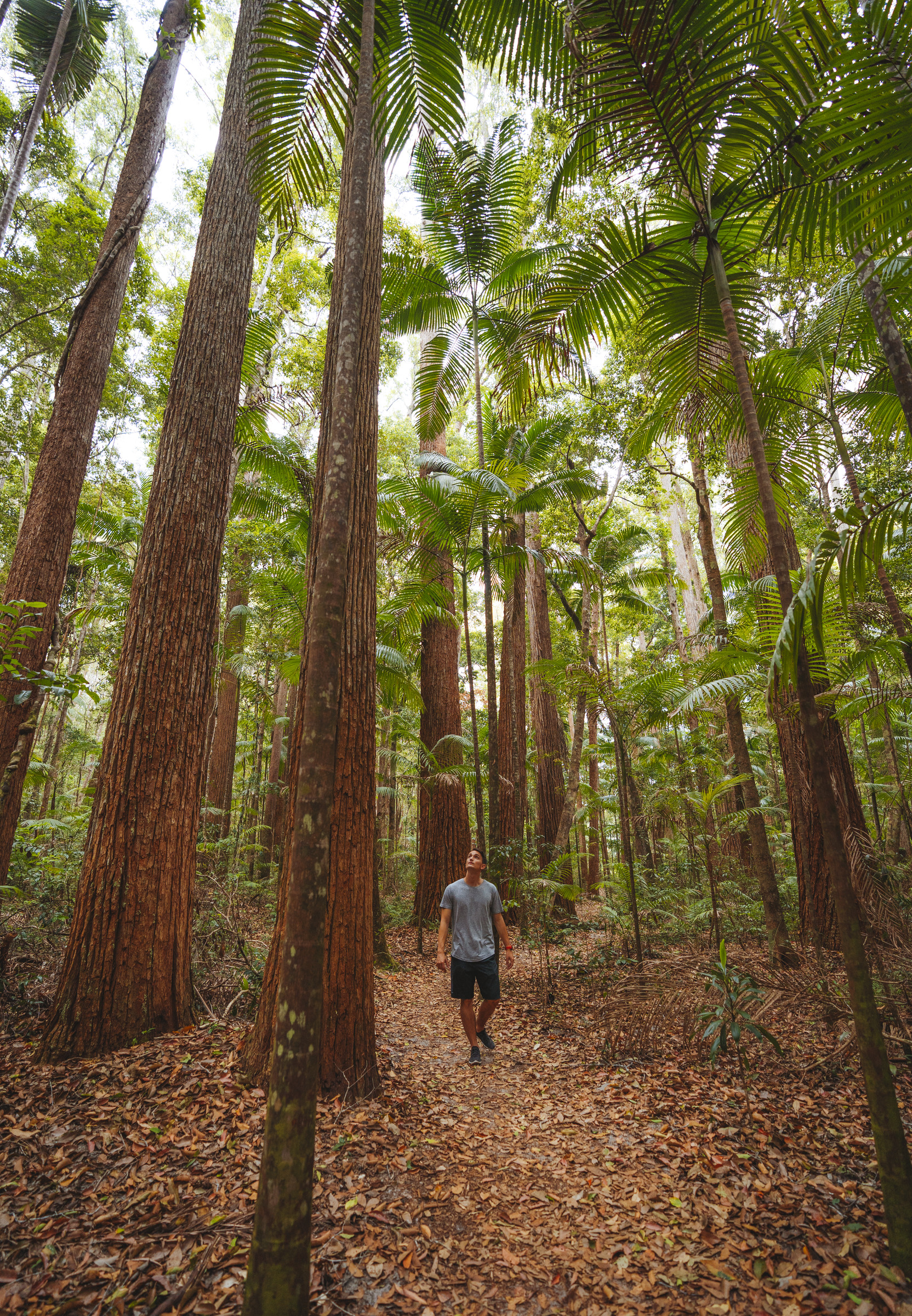Walking the Pile Valley circuit K’gari | Explore K’gari