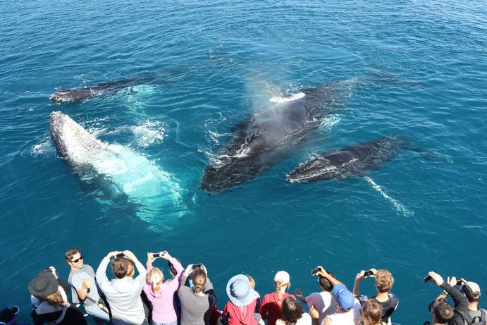 Hervey Bay whale watching | Brisbane to Hervey Bay