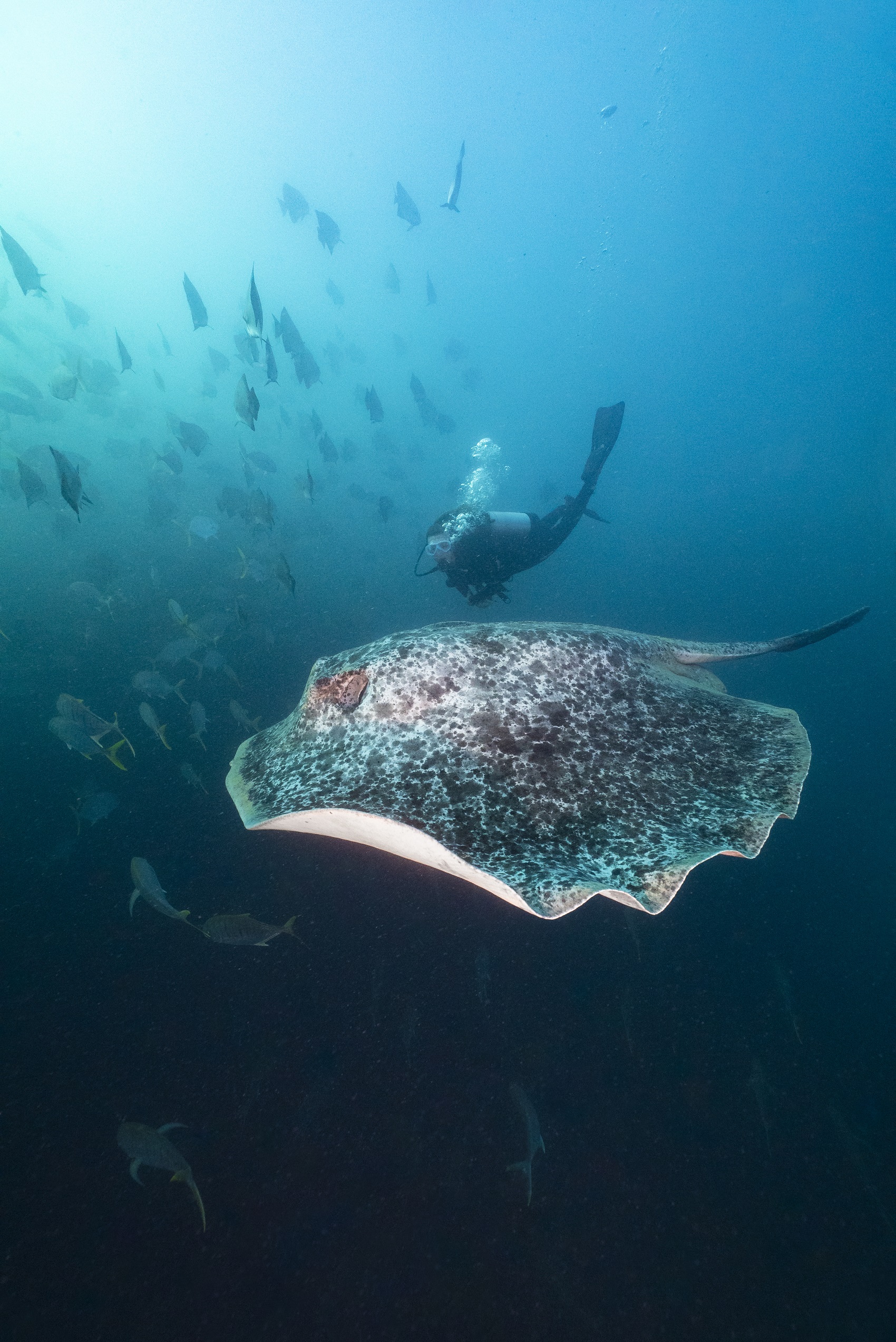 Ex-HMAS Tobruk Dive Tour with Hervey Bay Diver Centre | dive ex-HMAS Tobruk