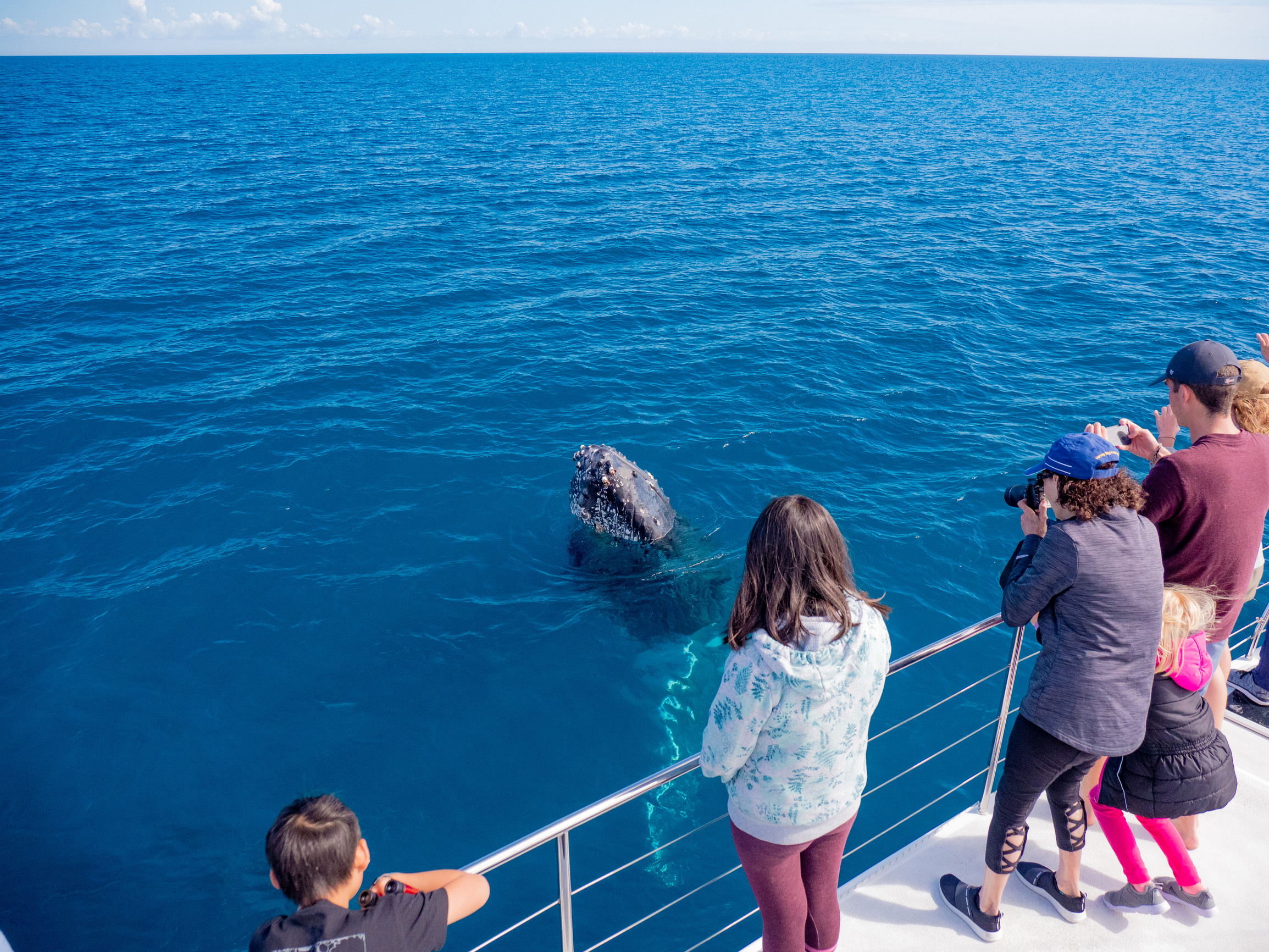 spectators on a boat looking out at whales on the Fraser Coast spectators on a boat looking out at whales on the Fraser Coast