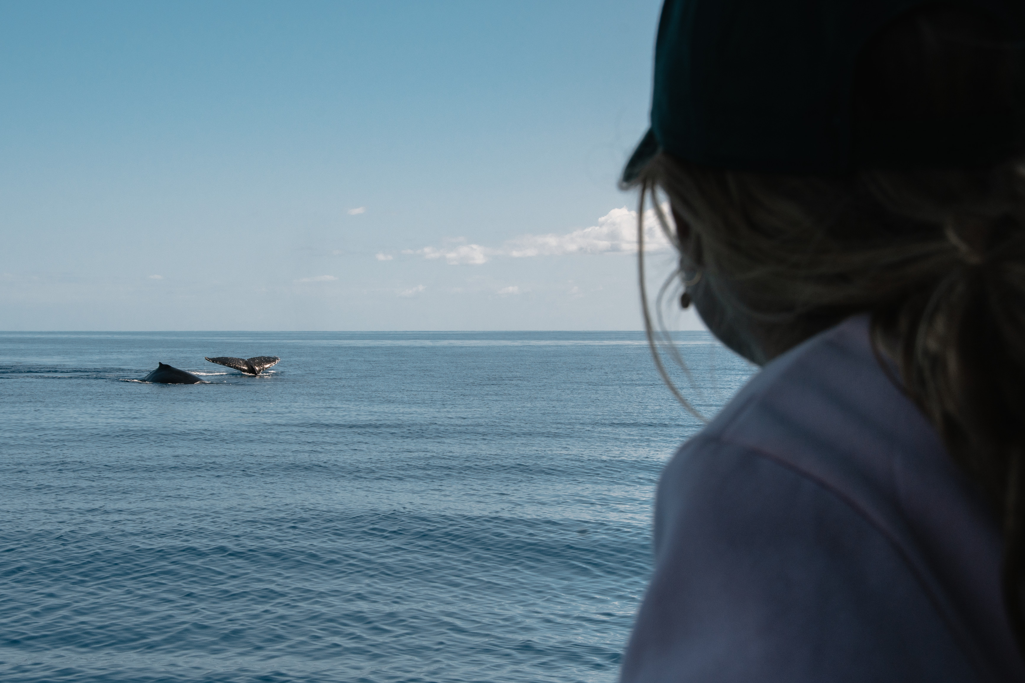whale watch cruise with Hervey Bay Whale Watch | facts about humpback whales Queensland