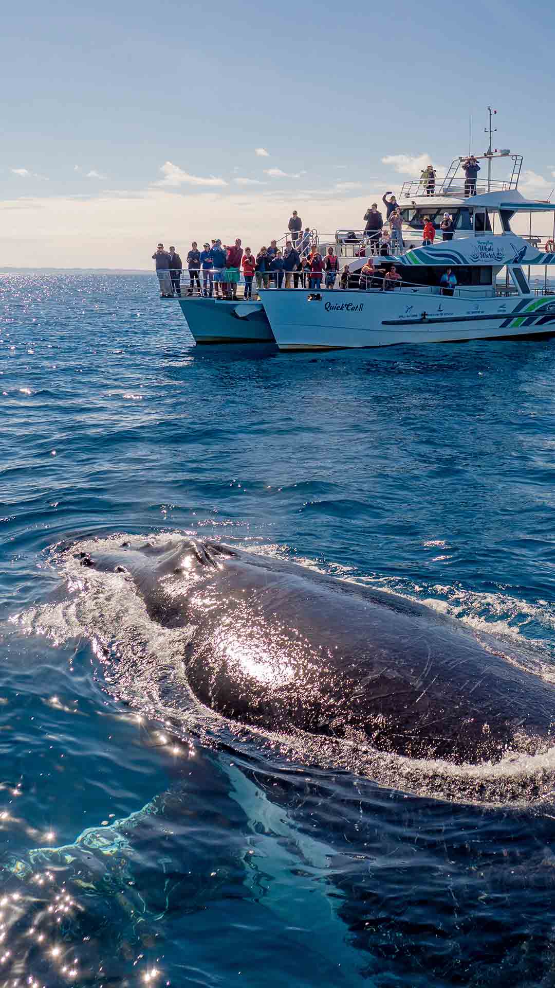 Blue Dolphin Marine Tours | nature calendar Queensland Blue Dolphin Marine Tours | nature calendar Queensland