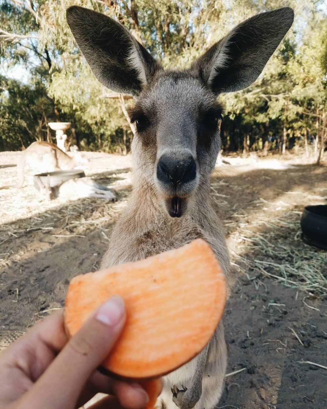 Horizons Kangaroo Sanctuary | school holidays in Gladstone