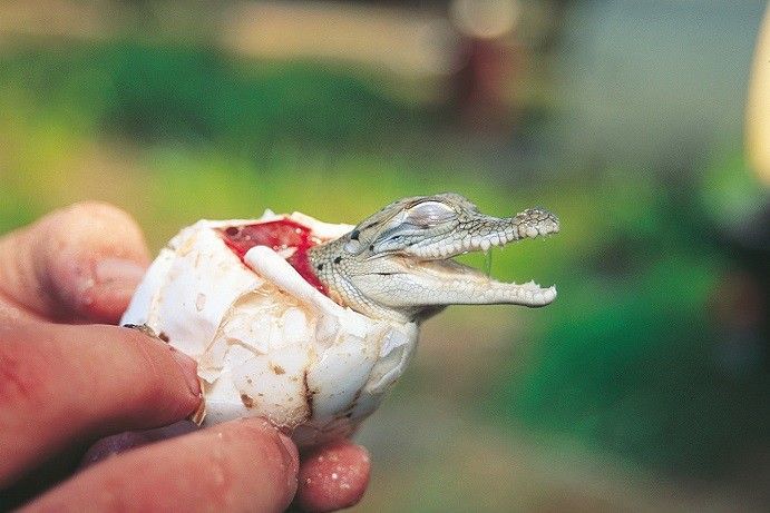 Kooroona Crocodile Farm | croc encounter in Queensland Kooroona Crocodile Farm | croc encounter in Queensland