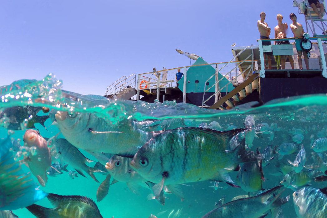 Lady Musgrave Experience | Southern Great Barrier Reef islands Lady Musgrave Experience | Southern Great Barrier Reef islands