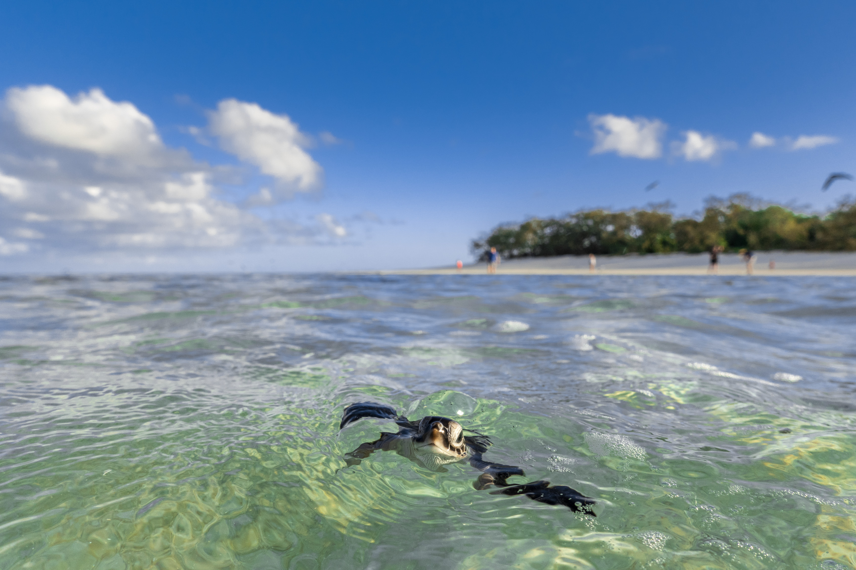 Turtle nesting Queensland | nature and wildlife calendar Turtle nesting Queensland | nature and wildlife calendar