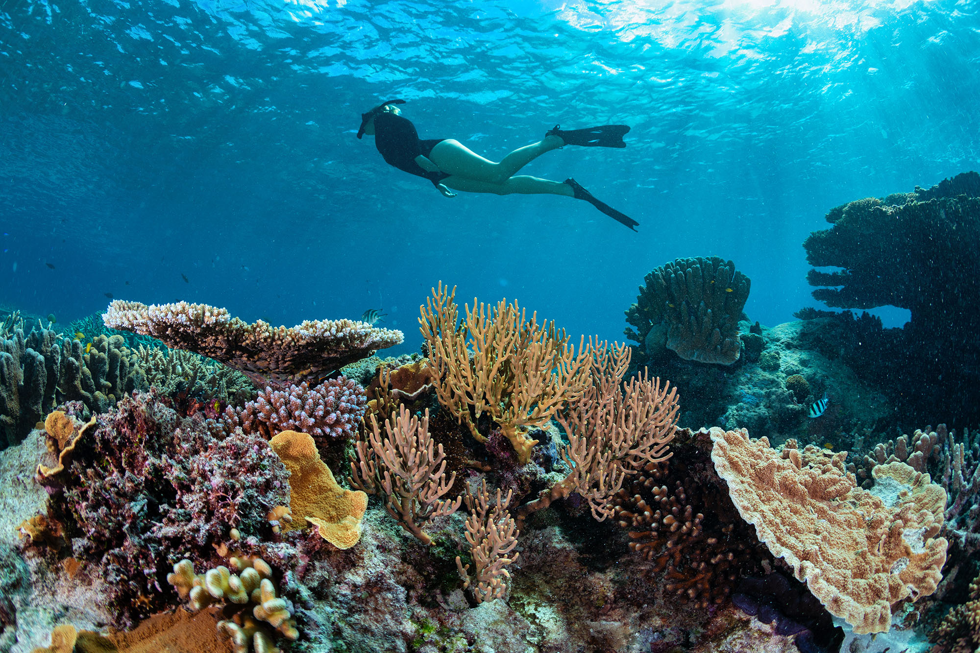 Snorkeling Wilson Island | Why visit Wilson Island Snorkeling Wilson Island | Why visit Wilson Island