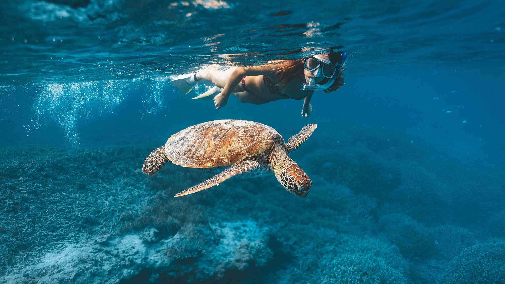 Snorkeling with a sea turtle near Heron Island