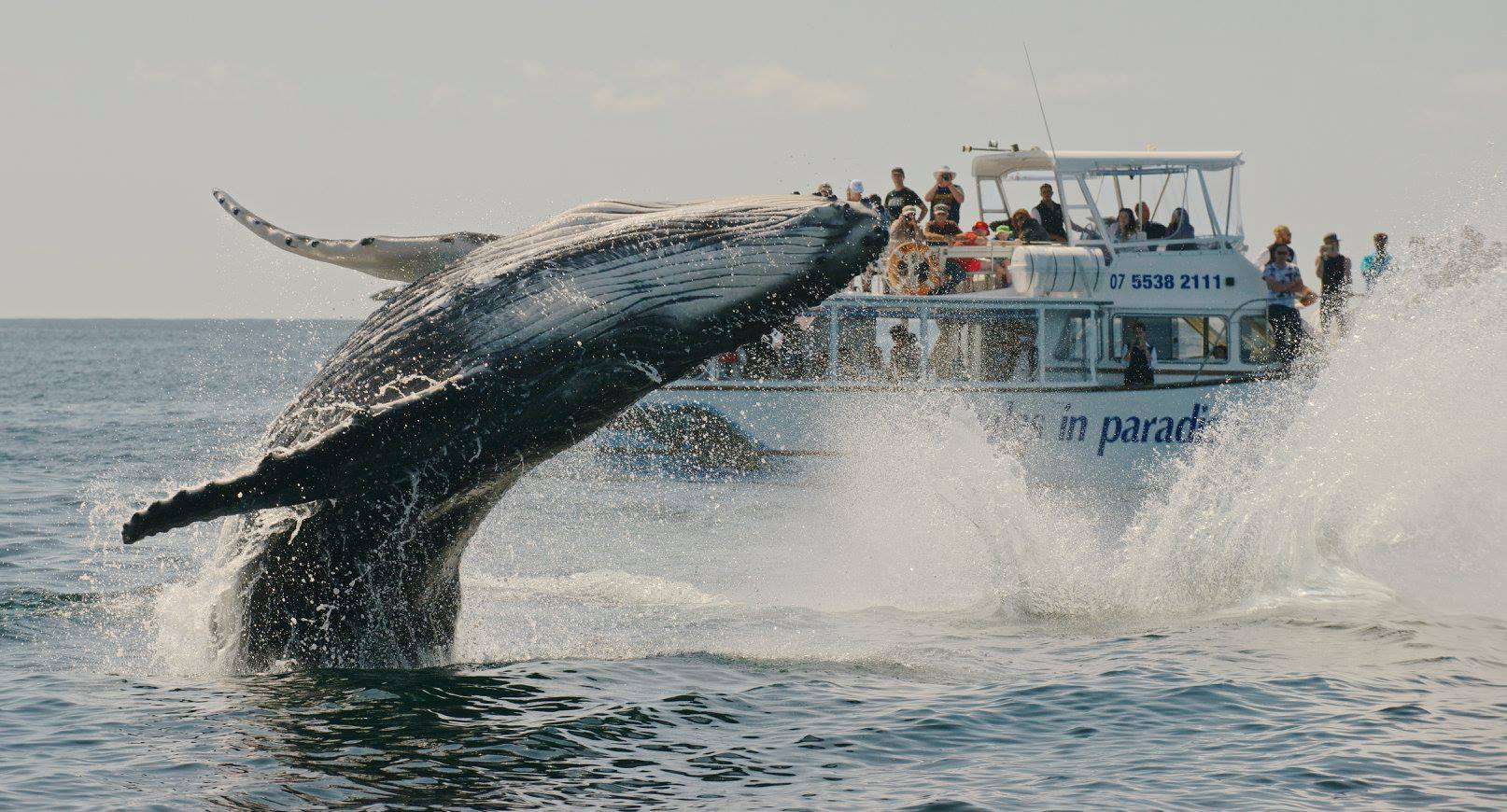 Humpback whale breaches in front of whale watching cruise Humpback whale breaches in front of whale watching cruise