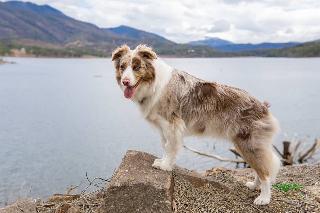 Lake Maroon | pet-friendly campgrounds near the Gold Coast Lake Maroon | pet-friendly campgrounds near the Gold Coast