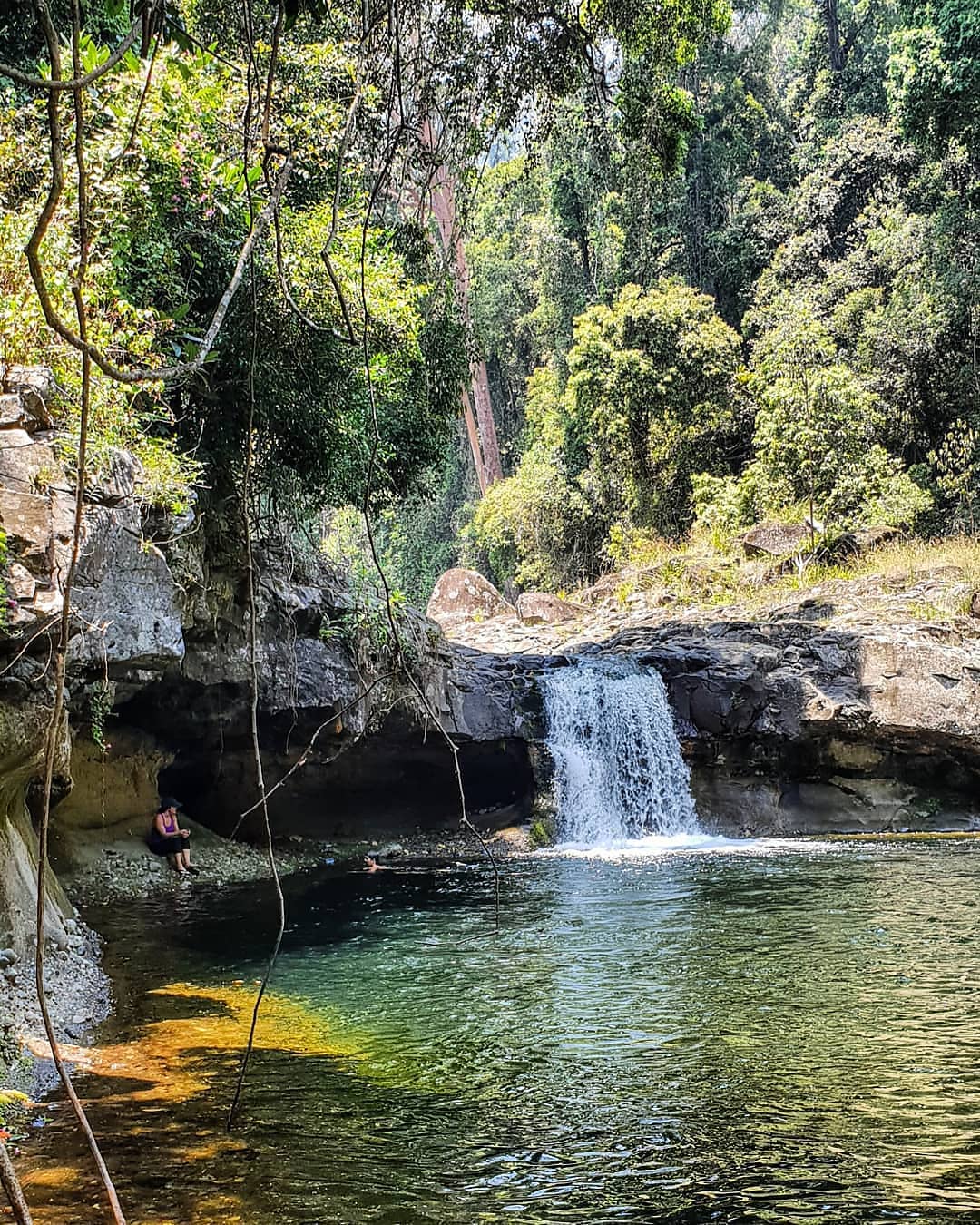 Platypus Pool Lamington National Park | Gondwana wildlife experiences