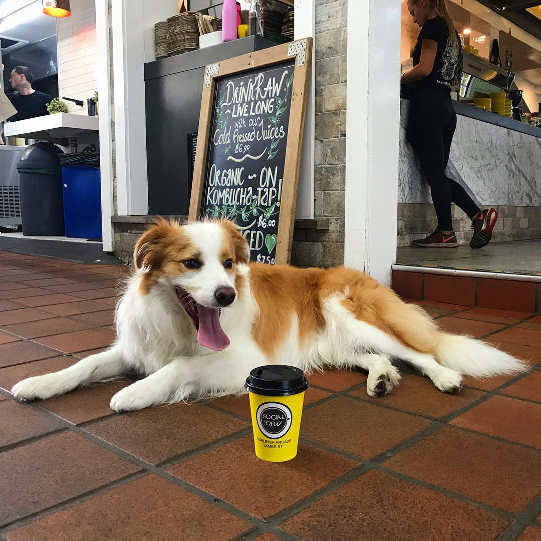 Social Brew Burleigh Heads | dog-friendly cafes Gold Coast Social Brew Burleigh Heads | dog-friendly cafes Gold Coast
