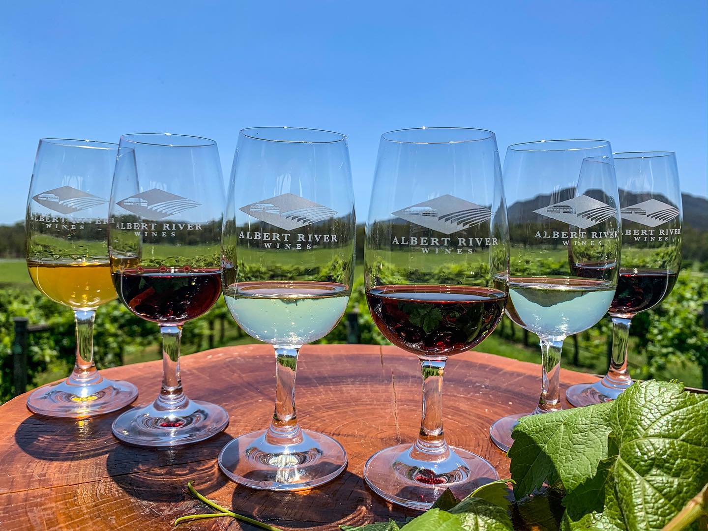 Wine tasting in front of vineyard