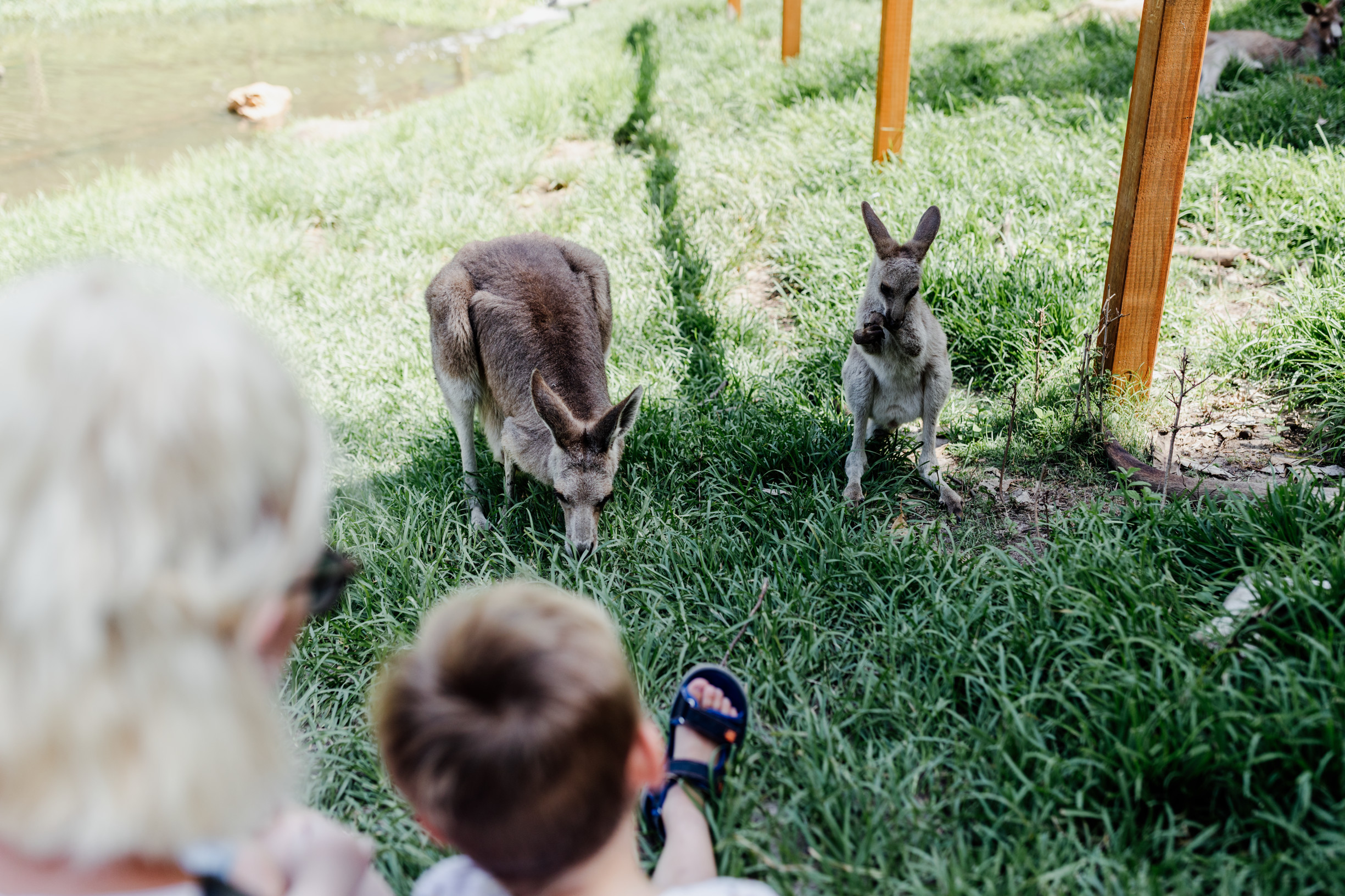 Young boy and grandmother watching a kangaroo at Currumbin Wildlife Sanctuary on the Gold Coast Young boy and grandmother watching a kangaroo at Currumbin Wildlife Sanctuary on the Gold Coast