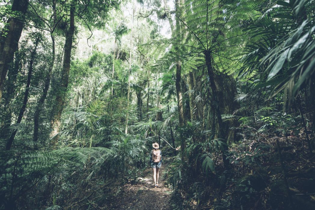 Lamington National Park 