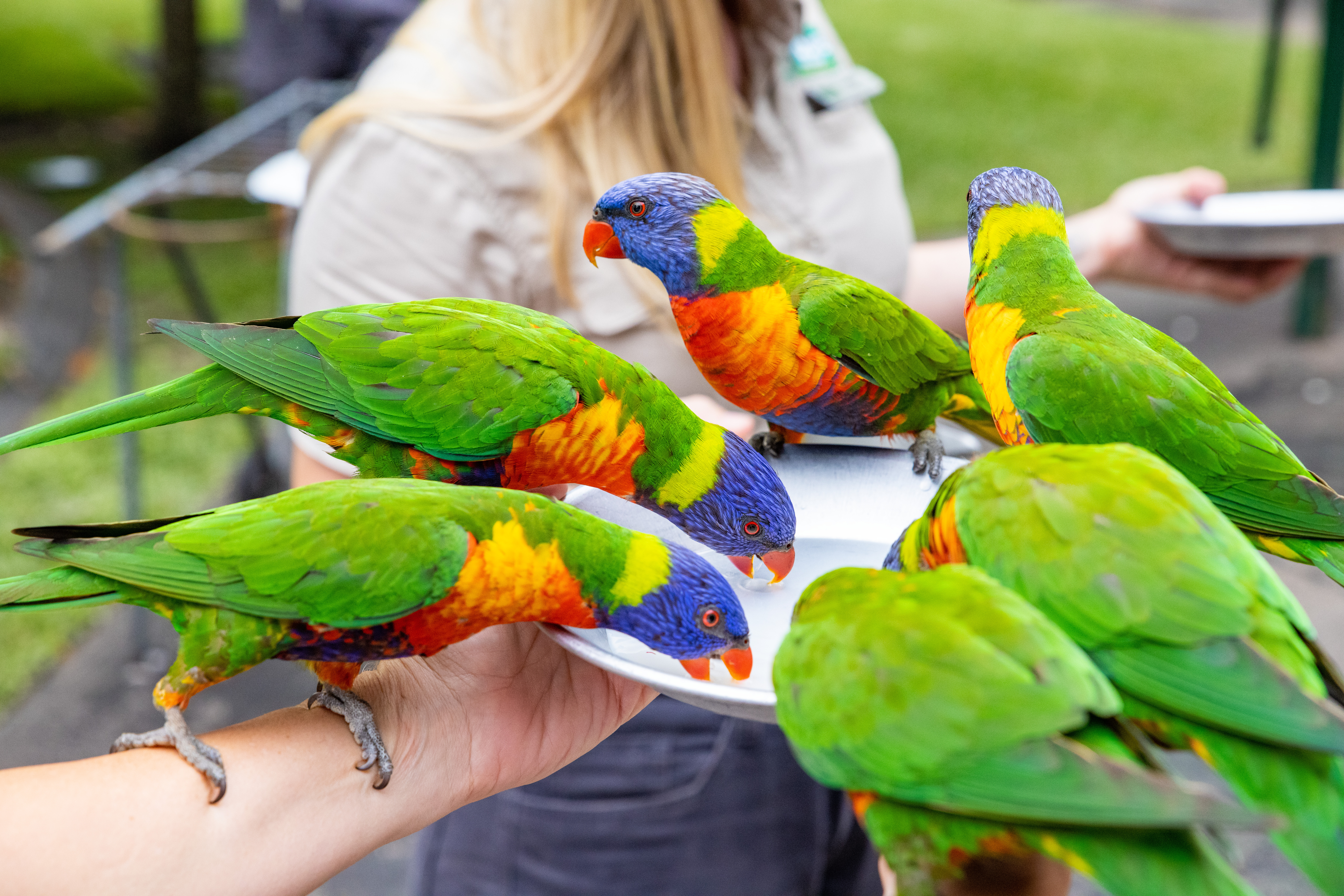 Daily lorikeet feeding encounter Daily lorikeet feeding encounter