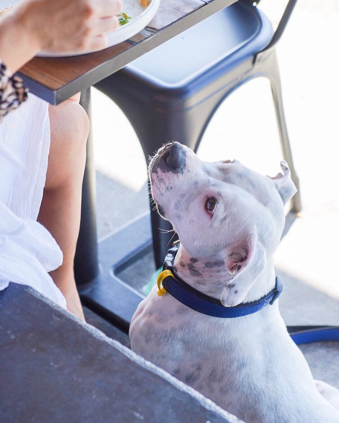 Daymaker Espresso Miami | dog-friendly cafes Gold Coast Daymaker Espresso Miami | dog-friendly cafes Gold Coast