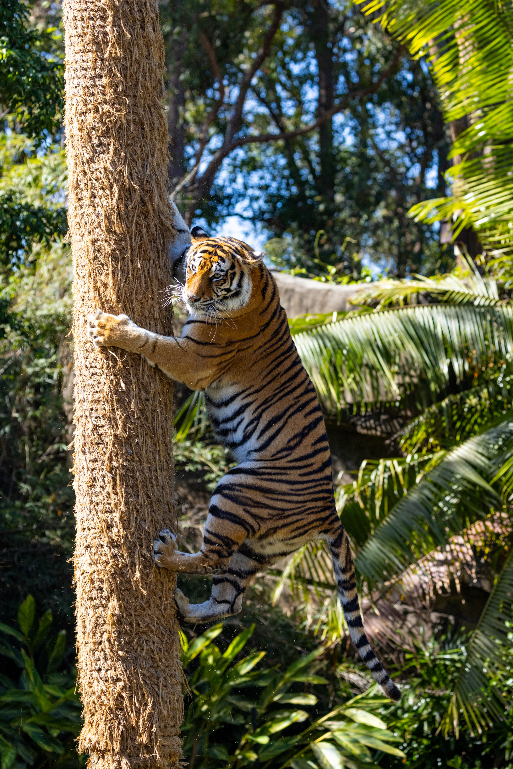 Tiger climbing a tree on Tiger Island at Dreamworld Tiger climbing a tree on Tiger Island at Dreamworld