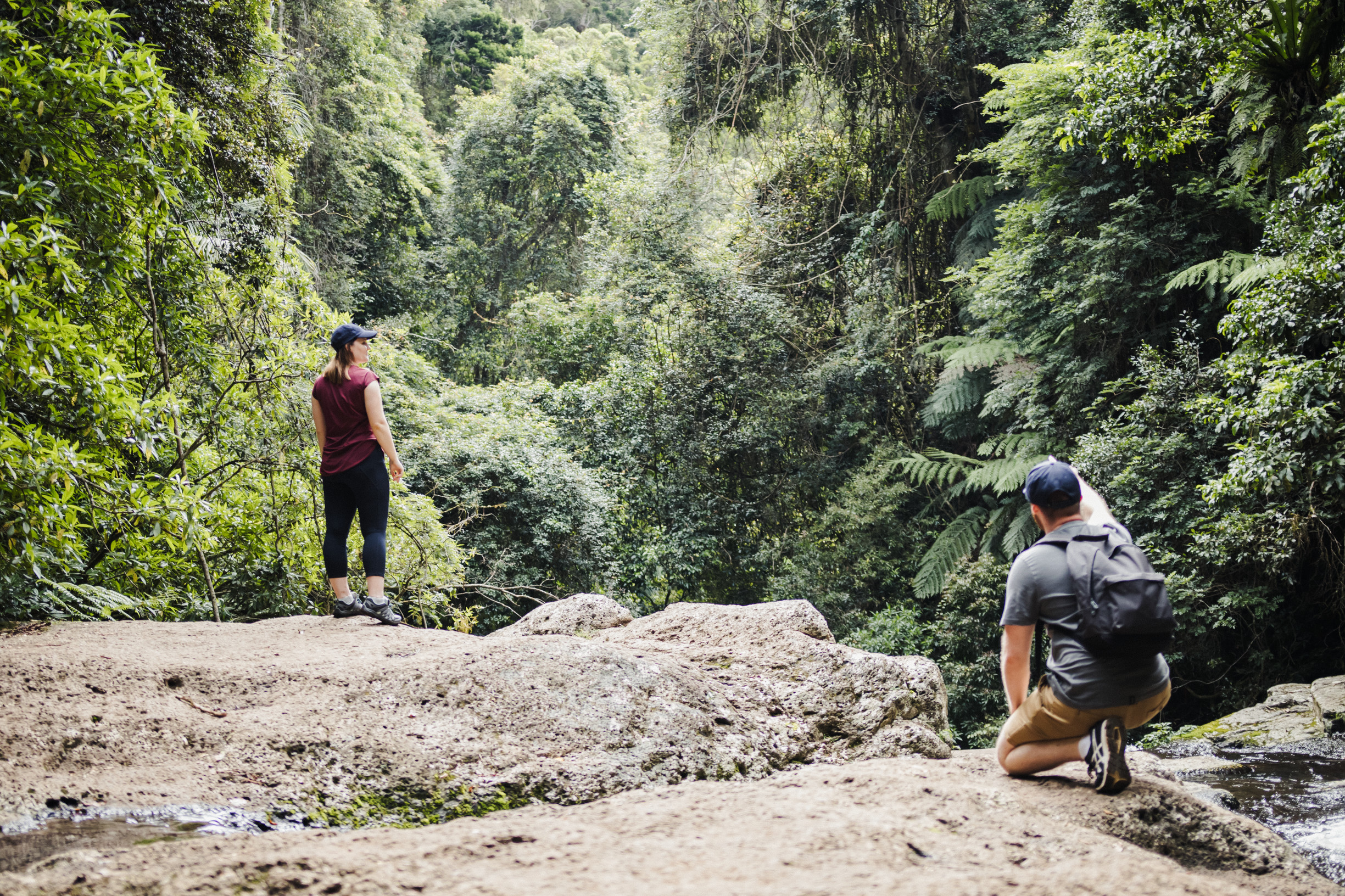 Elabana Falls | waterfalls Gondwana Rainforest