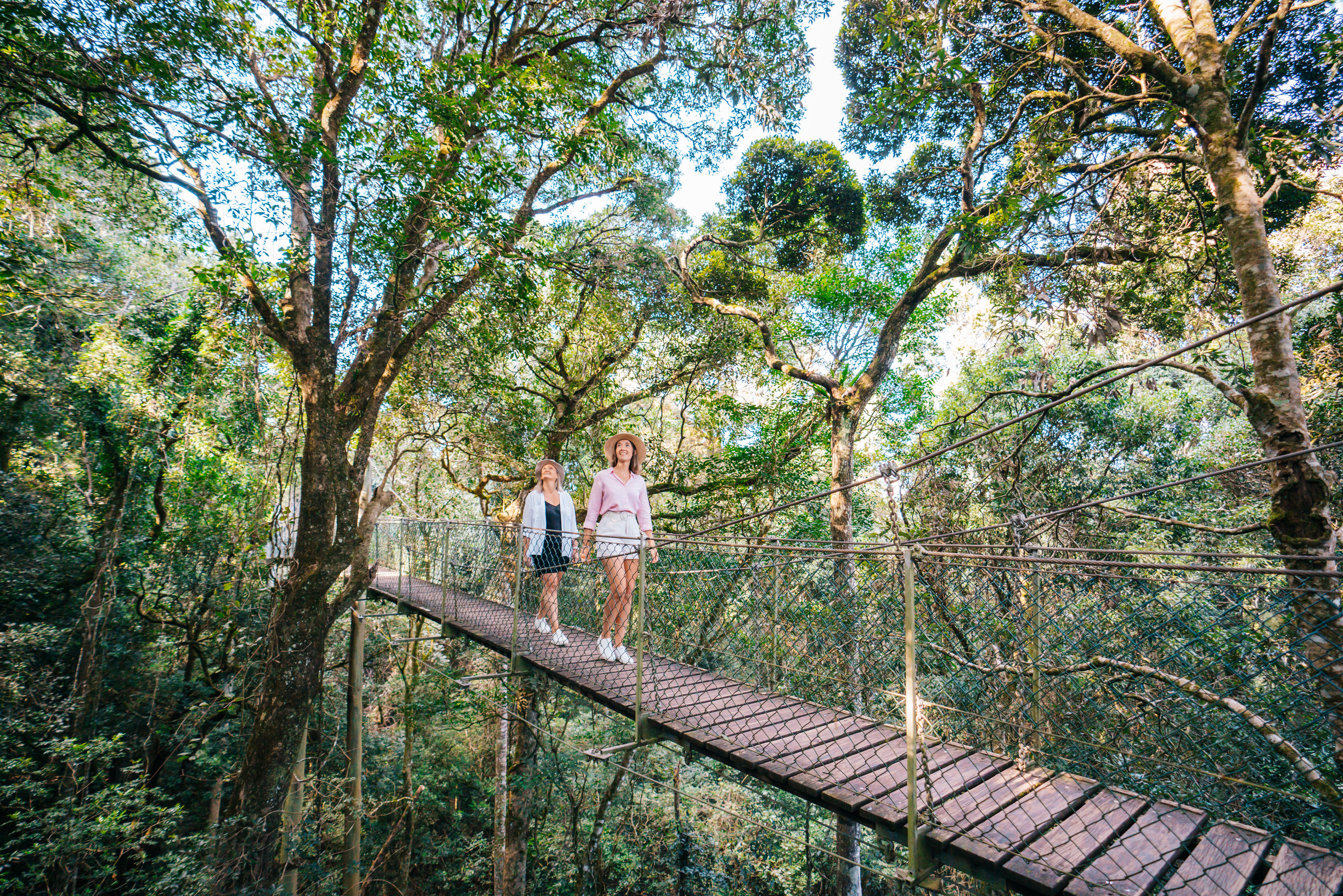 The Tree Top Walk at O'Reilly's Rainforest Retreat | Family things to do Gondwana Rainforests The Tree Top Walk at O'Reilly's Rainforest Retreat | Family things to do Gondwana Rainforests