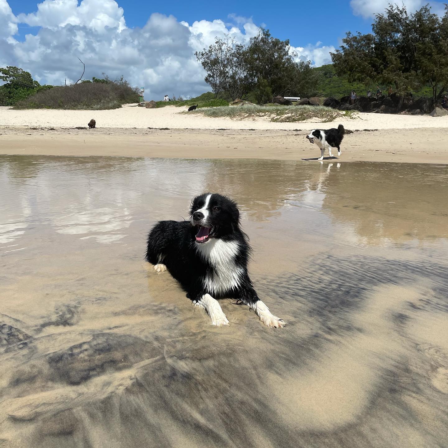 Tallebudgera Beach | best dog beaches Gold Coast Tallebudgera Beach | best dog beaches Gold Coast