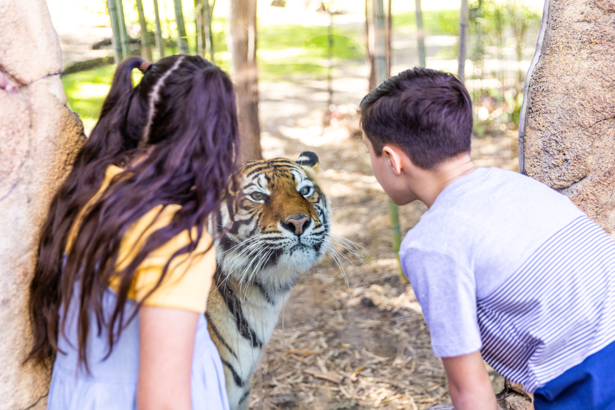 Children up close with a tiger at Dreamworld | Dreamworld tips Children up close with a tiger at Dreamworld | Dreamworld tips