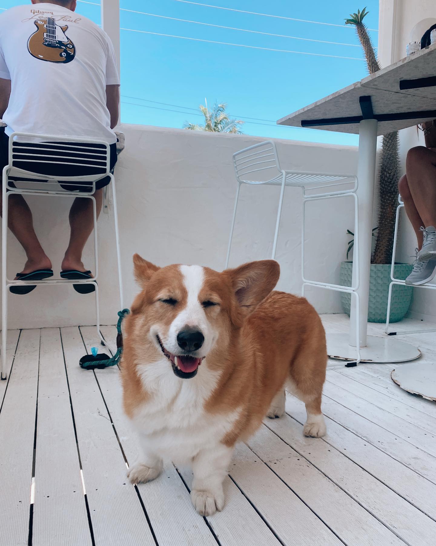 Dog at Palm Springs Cafe Burleigh Heads | dog-friendly cafes Gold Coast Dog at Palm Springs Cafe Burleigh Heads | dog-friendly cafes Gold Coast