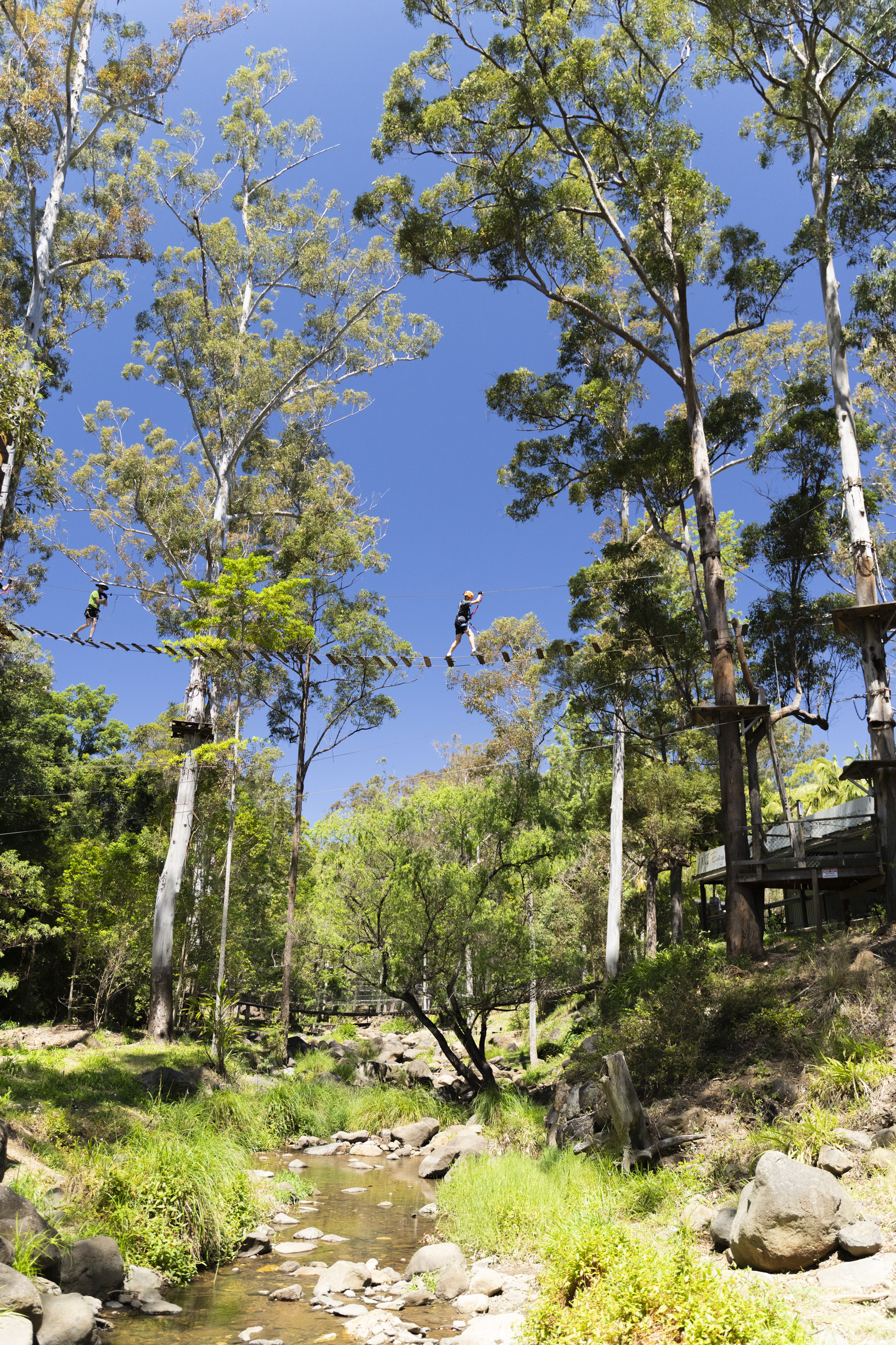 Person walking along a bridge at Treetop Challenge, located at Thunderbird Park, Tamborine Mountain